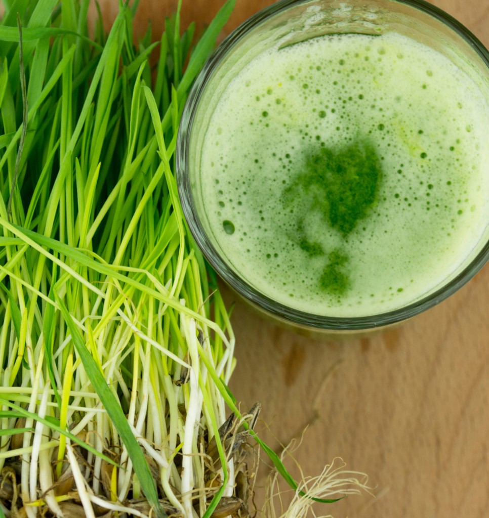 wheatgrass