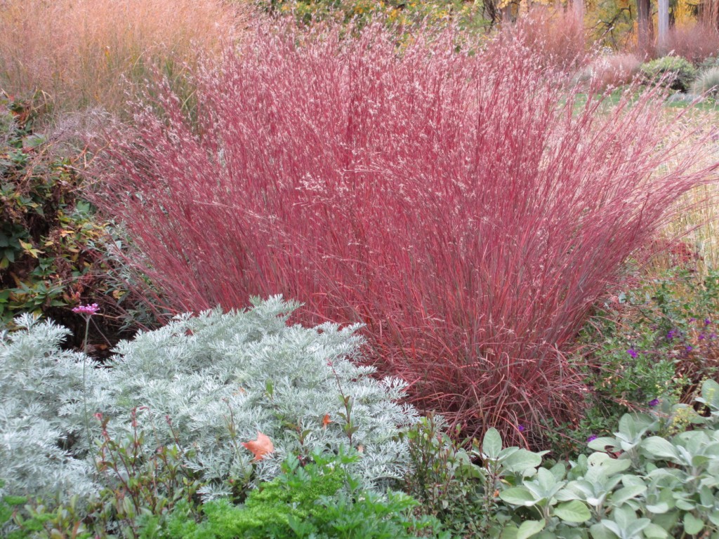 little-bluestem