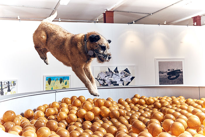 world-first-dog-art-exhibition-dominic-wilcox-london-2