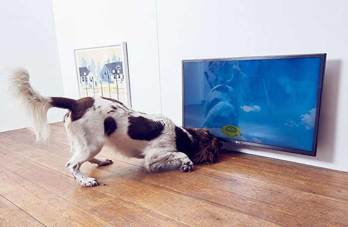 world-first-dog-art-exhibition-dominic-wilcox-london-7