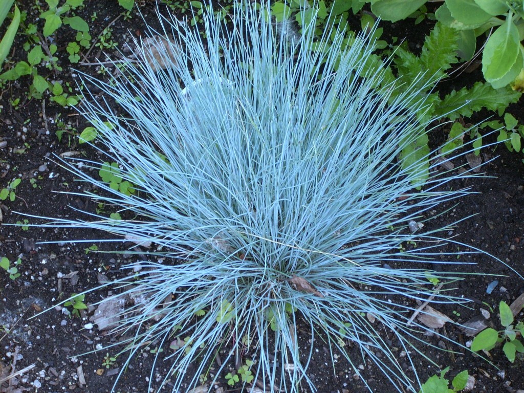 ukrasna plava trava