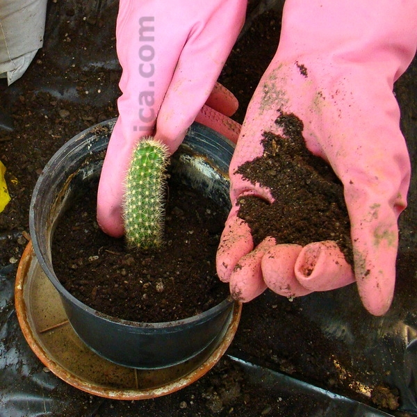 kako posaditi kaktus izdankom