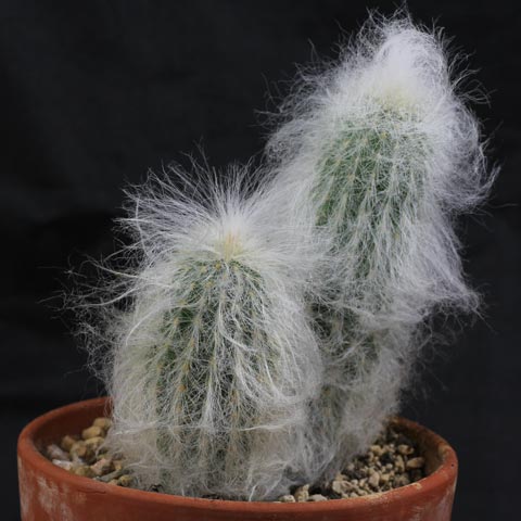 starceva brada kaktus