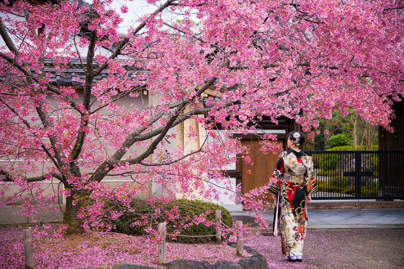 cvjetanje tresnjinog cvijeta japan