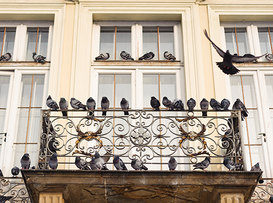 kako zastiti balkon od golubova