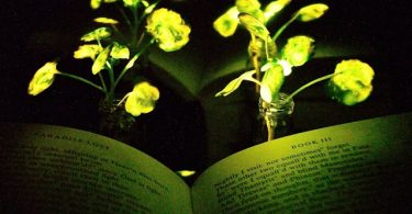 svjetlece biljke