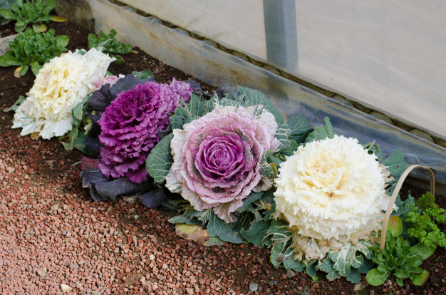 ornamental-decorative-cabbage-in-japan_5207-1008.jpg