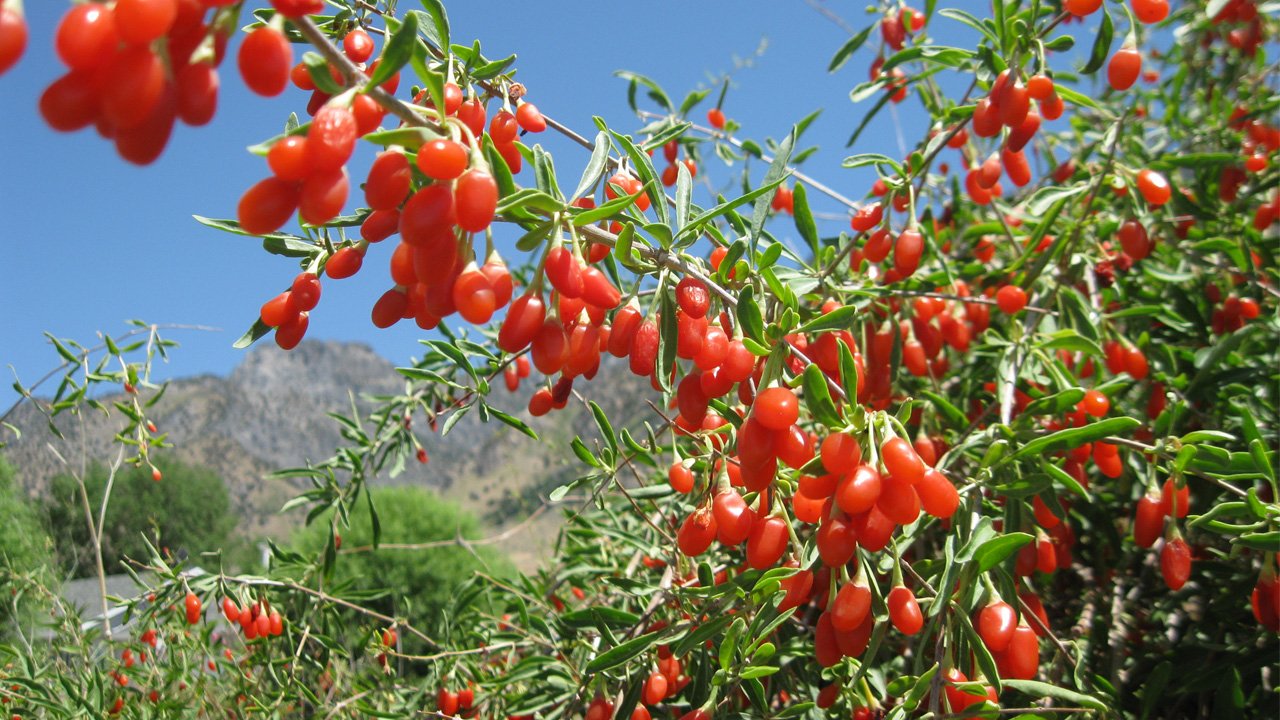 goji bobice