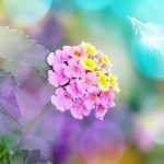 Lantana – miris citrusa u vašem domu