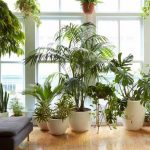Kako koristiti sobne biljke u dizajnu enterijera?