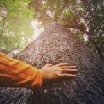 Svako drvo je drvo života, a 100 miliona stabala potrebno da napravimo značajan iskorak u obnovi šumskog fonda u najugroženijim područjima