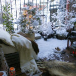 Kada je pravi trenutak u zimskim danima da svoje biljke s balkona unesete u dom