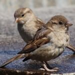 Nekad simboli grada: U Banjaluci sve manje vrabaca