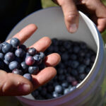 KUPI DOMAĆE: Rod borovnice razgrabljen na domaćem tržištu