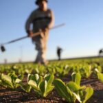 KUPI DOMAĆE: Isplaćeno 3,2 miliona KM za podsticaje u poljoprivredi