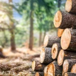 KUPI DOMAĆE: Veća proizvodnja šumskih sortimenata