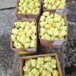 “Bema” i Marinko za primjer: Odličan prinos povrća iz “Beminih” plastenika